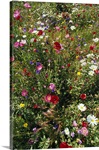 Wildflowers in bloom, close-up.