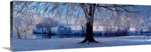Winter Trees Perkshire Scotland