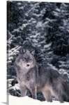 Winter Wolf