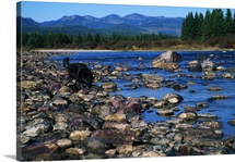 Wolf On Rocks At Edge Of Flathead River