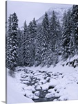 Wyoming, Yellowstone National Park, Soda Butte Creek, Stream of water flowing through forest