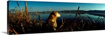 Yellow Labrador Retriever Duck Hunting MT