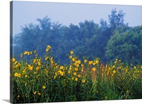 Yellow Wildflowers In Bloom