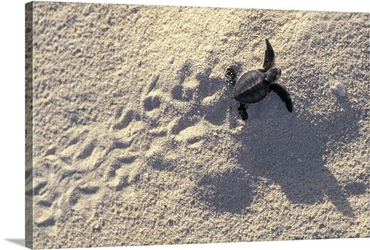 Young sea turtle 