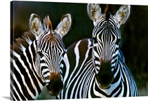 Zebras Africa