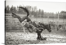 Bucked Off