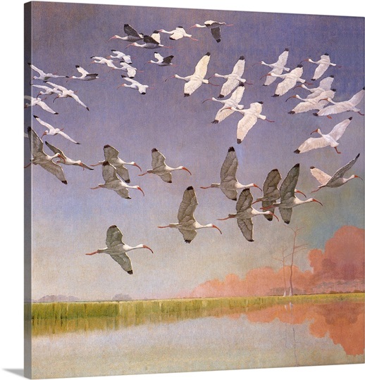 http://static.greatbigcanvas.com/images/singlecanvas_thick_none/pictures-now/flock-of-ibis,1935558.jpg?max=540