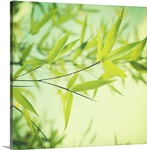 Bamboo In The Sun