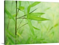 Bambou Jardin
