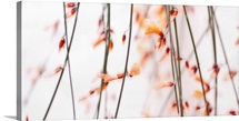 Curtain