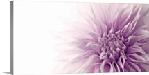 Dahlia