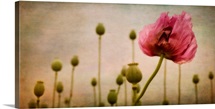 Depth Of (Poppy-) Field