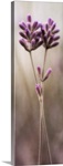 Lavender Love