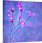 Sea Lavender