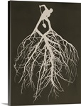 Know Your Roots