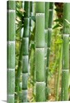 Bamboo (Phyllostachys sp.)