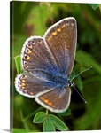 Blue butterfly (Polyommatus icarus)
