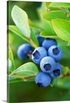 Blueberries growing on a shrub