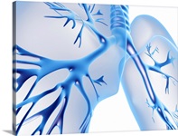 Bronchial tree and lungs, artwork