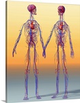 Cardiovascular system, artwork