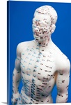 Chinese acupuncture model