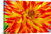 Dahlia flower (Dahlia cultorum)
