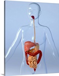 Digestive system, artwork
