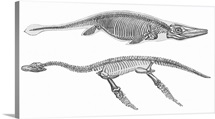 Ichthyosaurus and Pleisiosaurus, artwork