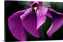 Japanese water iris flower (Iris ensata)