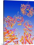 Liver proteins