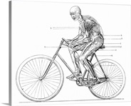 Muscles used in cycling, 19th century