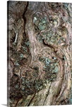 Oak burr