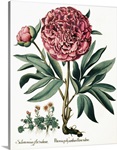Peony flowers