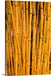 Phyllostachys aureosulcata 'Aureocaulis'