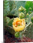 Prickly pear cactus (Opuntia sp.)