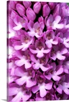 Pyramidal orchid (Anacamptis pyramidalis)