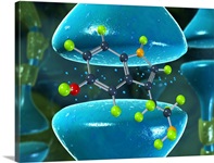 Serotonin neurotransmitter molecule
