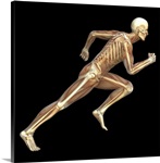 Skeleton sprinting