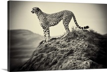African Cheetah and her cub, hunting at sunrise