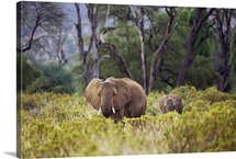 African Elephant