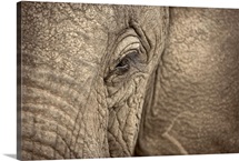 African Elephant eye