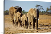 African Elephant Family