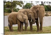 African Elephant Family