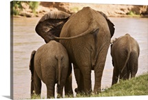 African Elephant Family
