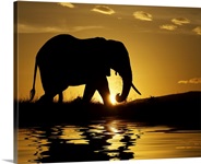 African elephant in silhouette at sunrise, Kenya, Africa