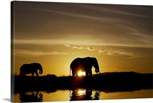 African Elephant Sunset