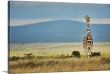 African Giraffe