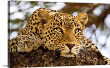 African Leopards Glare