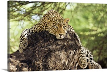 African Leopards Glare
