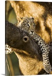 African Leopards Glare